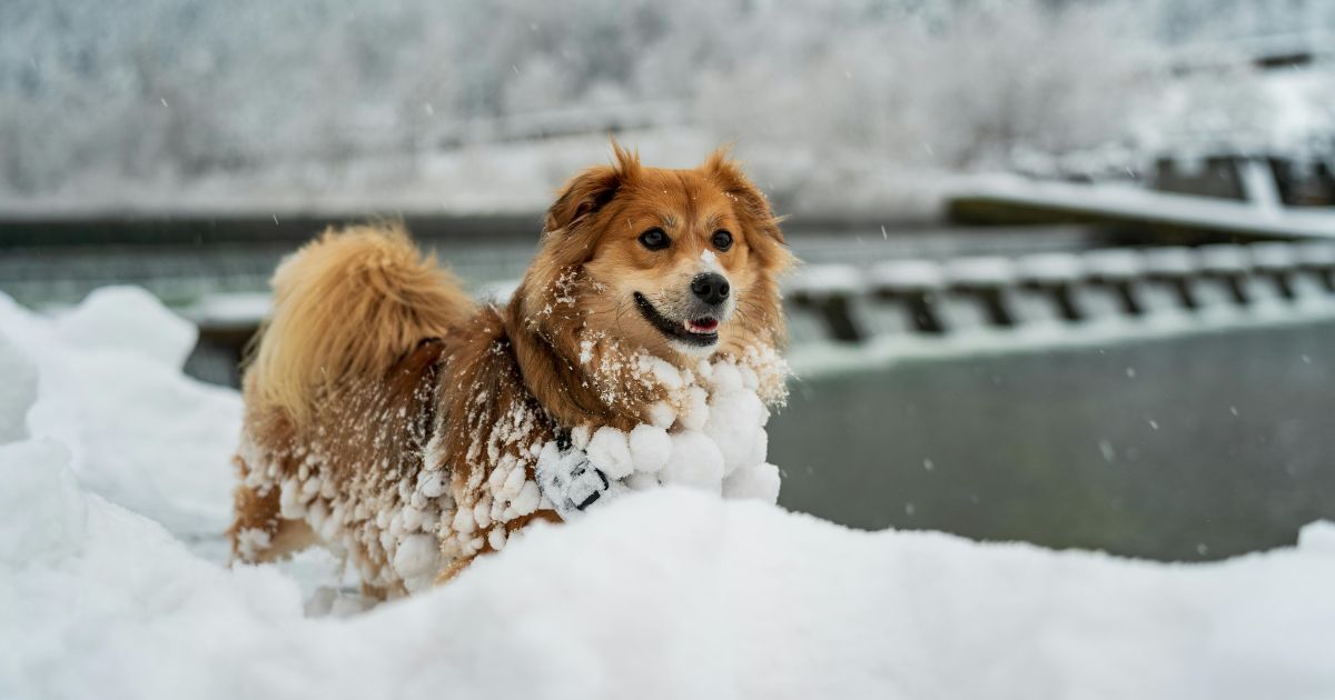 jak-poznat-ze-je-psovi-zima (3)